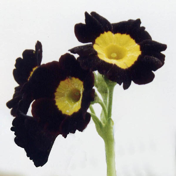 Primula x pubescens hybrids () photo